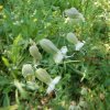 Silene vulgaris